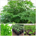 2 Large Moringa Tree Plants,12-20 Inc Tall, Oleifera Moringa Drumstick Tree by AVERAR