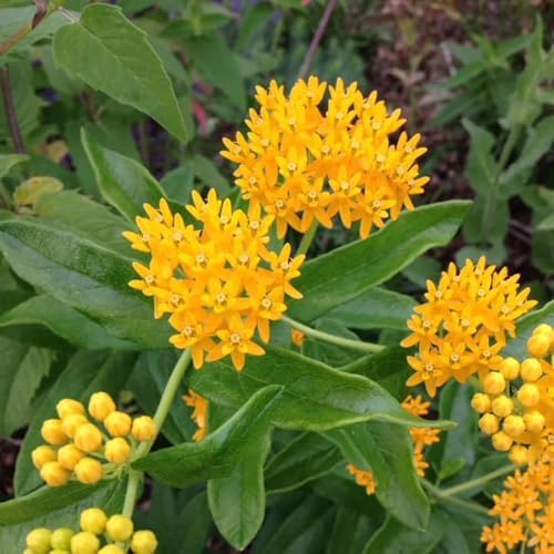 Yellow Milkweed (Asclepias curassavica), 2 Pack Live Plants, 5-9" Tall - Monarch Butterfly Host Plant, Bright Yellow Blooms, Hardy Zones 9-11, Indoor/Outdoor - Image 4