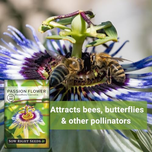 Sow Right Seeds - Passion Flower Seed for Planting Outdoor Passionflower - Image 5