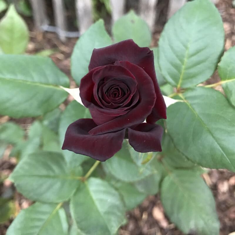 Black Red Rose Climbing Live Starter Plant, Fragrant Rose Trellis 5-9" Tall - Image 4