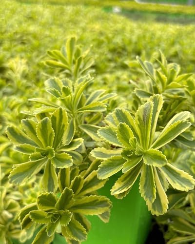 Perennial Farm Sedum kamtschaticum VAR. ellacombianum 'Cutting Edge' – Live Groundcover Perennial Plant, Quart Size, Green-Yellow Flowers – Drought Tolerant, Deer Resistant, Full Sun - Image 3