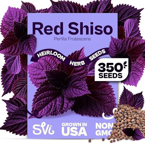 SVI 350 Red Shiso Seeds (Perilla frutescens) – Japanese Shiso Purple Perilla Seed Packets, Aromatic Leaves – Japanese Heirloom Herb Seeds for Outdoor & Indoor Herb Garden by SVI