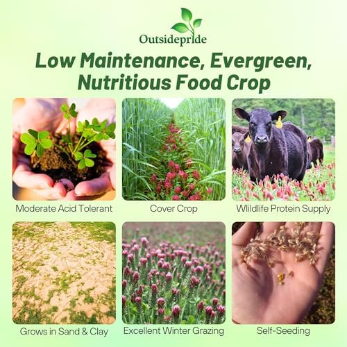 Outsidepride Crimson Clover Seeds - 2 lbs. Annual, Nitrocoated, & Inoculated Ground Cover Seeds, Ideal Clover Seed for Lawn, Cover Crop, Pasture, Hay, Green Manure & Wildlife Forage - Image 3
