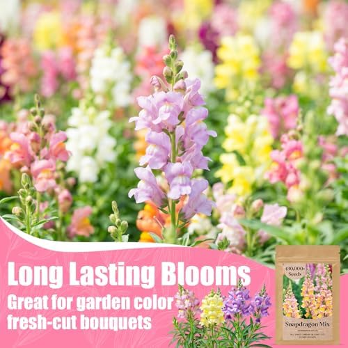 430,000+ Mixed Snapdragon Seeds for Planting, Antirrhinum majus - Image 4