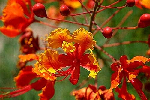 KVITER 10 Red Bird of Paradise seeds (Caesalpinia Pulcherrima) – Pride of Barbados,Dwarf Poinciana,Peacock Flower Seeds for Planting,Mexican Birds of Paradise – Perennial Bush seeds for Outdoor Garden - Image 3