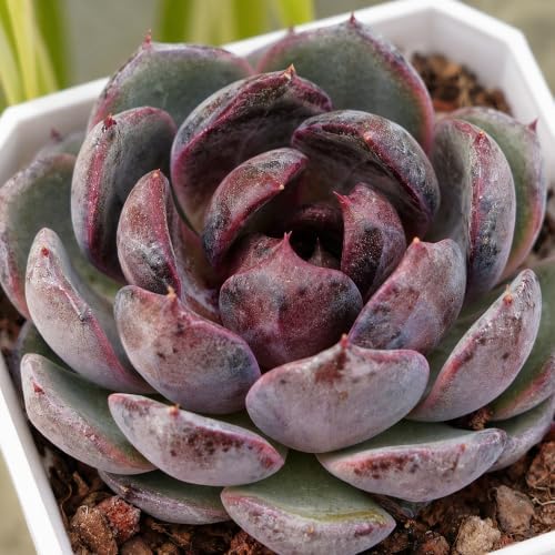 Echeveria 'Blueberry' Live Succulent Plant, 2 Inch Single Head - Image 3