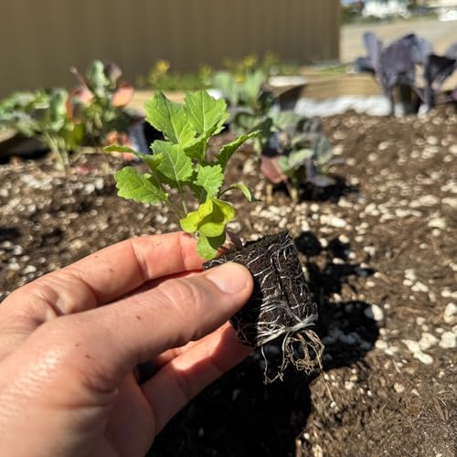 Collard Seedlings: Ready-to-Plant, Starts, Starters, Plugs, Garden Ready, Live Plants, Transplants, Pre-Sprouted, Soil & Hydroponic Gardens (6 seedlings) - Image 3