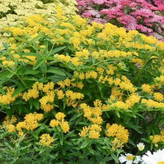 Yellow Milkweed (Asclepias curassavica), 2 Pack Live Plants, 5-9" Tall - Monarch Butterfly Host Plant, Bright Yellow Blooms, Hardy Zones 9-11, Indoor/Outdoor - Image 2