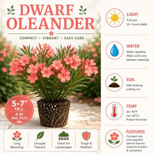 Dwarf Salmon Oleander Live Plant, 5-7 Inches Tall, Outdoor Flowering Shrub - Image 2
