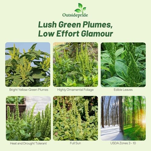 Outsidepride Green Thumb Amaranthus Seeds - 10000 Pcs Easy to Grow, Drought Tolerant Annual Amaranth Seeds for Planting with Colorful Spikes, for Cut Flower Arrangements, Flower Beds & Borders - Image 2