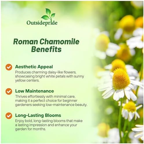Outsidepride Roman Chamomile Seeds - 50000 Pcs Perennial, Drought Tolerant, Self-Seeding & Versatile, Herb Seeds for Planting Sweet Scented Daisy-Like Blooms, Ideal for Slopes & Pollinator Gardens - Image 3