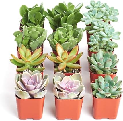 Shop Succulents Assorted Succulent Plant Pack Collection - Live Mini Succulent Plants, Low Maintenance, Mixture of Colors & Textures - Wedding and Party Favors, Gift & Garden, Pack of 12 - Image 2