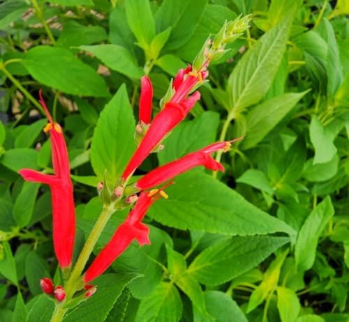 Greenwood Nursery: Live Perennial Plants - Pineapple Sage + Salvia Elegans - [Qty: 2X Pint Pots] - (Click for Other Available Plants/Quantities) - Image 2