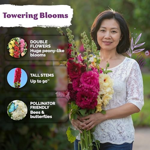 150 Chaters Hollyhock Heirloom Flower Seeds for Planting, Alcea Rosea - Image 4