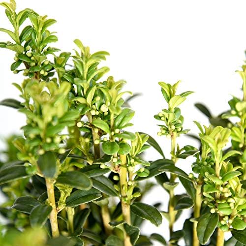 Perfect Plants Sky Pencil Holly Live Plant, 2-3', Includes Care Guide - Image 3