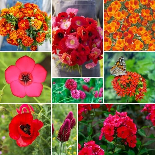 Eden Brothers Red Head Wildflower Mixed Seeds for Planting, 1/4 lb, 120,000+ Seeds with Maltese Cross, Scarlet Flax | Attracts Pollinators, Plant in Spring or Fall, Zones 3, 4, 5, 6, 7, 8, 9, 10 by EdenBrothers