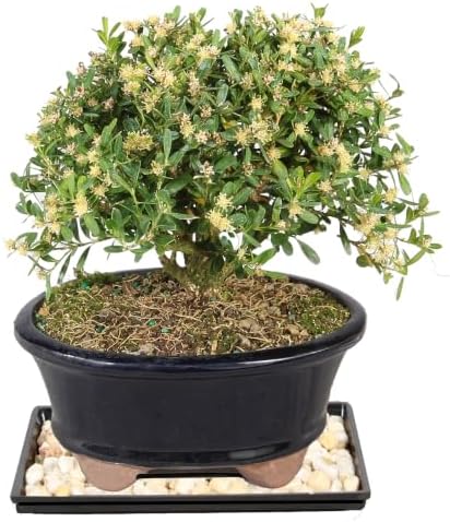 Brussel's Live Harland Boxwood Outdoor Bonsai Tree - 4 Years Old; 8" to 10" Tall with Decorative Container, Humidity Tray & Deco Rock - Image 3