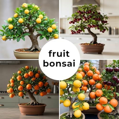 150+ Dwarf Bonsai Fruit Tree Seeds for Planting, 50+ Lemon Tree Seeds /50+ Cherry Tree Seeds /50+ Orange Tree Seeds (3 Variety Individual Packs) - Image 4