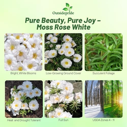 Outsidepride White Moss Rose Seeds - 10000 Pcs Annual, Drought & Heat Tolerant, Pollinator Friendly Ground Cover Seeds for Planting w/Vibrant Blooms & Succulent Foliage, Ideal for Xeriscaping - Image 2
