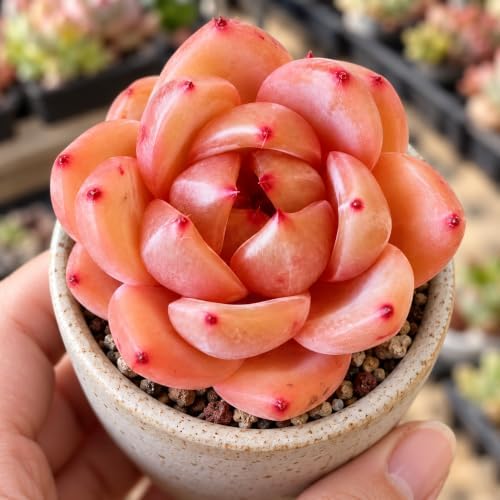 Echeveria 'Champagne' 2 Inch Bare Root Live Succulent Plant for Collectors - Image 2