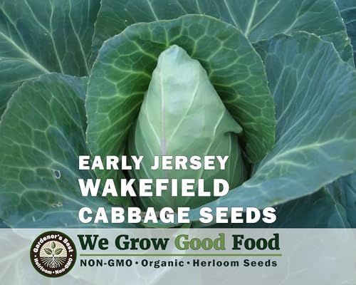 Cabbage Seeds for Planting - Early Jersey Wakefield Variety - Organic, High Germination, Non-GMO, Heirloom Variety (Early Jersey Wakefield) - Image 2