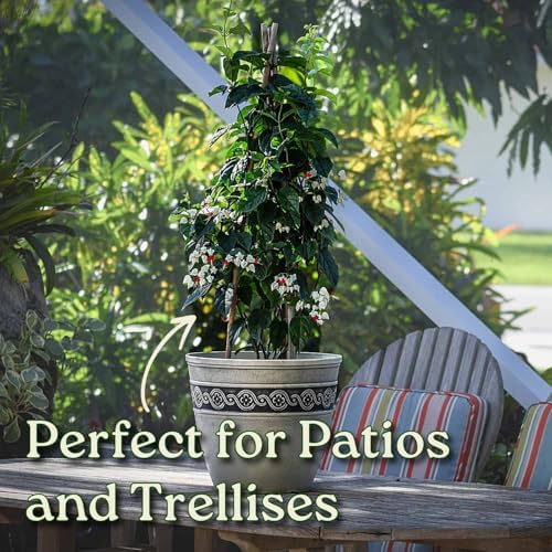 Tropical Plants of Florida Bleeding Heart Vine Live Plant Red and White Flowers - 3 Gallon 36 Inch Tall Tropical Flowering Vine Indoor Outdoor Ornamental Plant - Image 4
