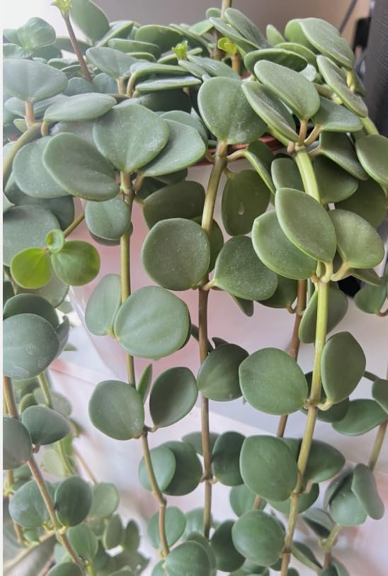Variety of Peperomia Live Plant for Houseplant Tropical Shurb 4" Pot (Peperomia Hope Plant) - Image 4