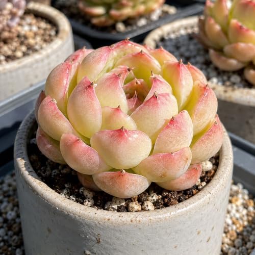 Echeveria 'Soul Fairy' Bare Root Succulent Live Plant for Home Collectors - Image 2