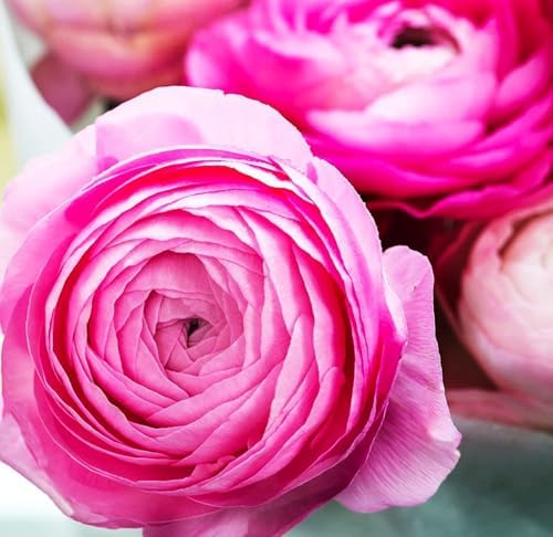 Mixed Peony Ranunculus Bulbs- Persian Buttercup -10 Corms Bulbs Flowering Blooms Perennial Bulbous Root Garden Plant (Pink) - Image 4