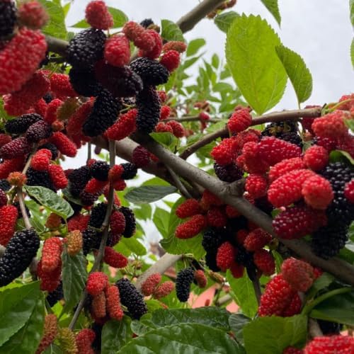 Illinois Mulberry Tree Live Plant, 5-8" Mulberry Starter Plant - Image 3