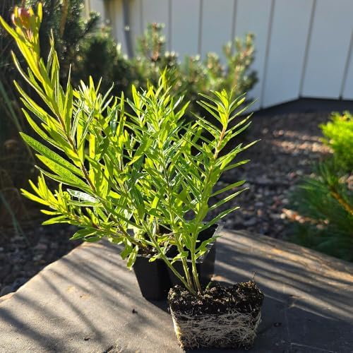 Asclepias tuberosa, Butterfly Weed, Orange Milkweed,native, Cnt Sz: 2-Pack - Image 3