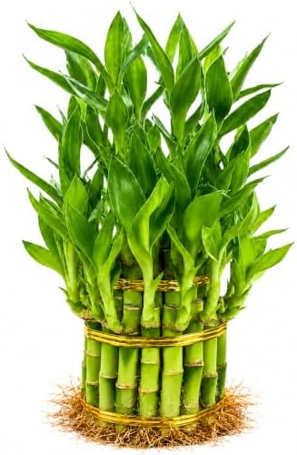 Lucky Bamboo Plant, Two Tier Indoor Houseplant, 15 Stalk Bundle by NYCitySucculents