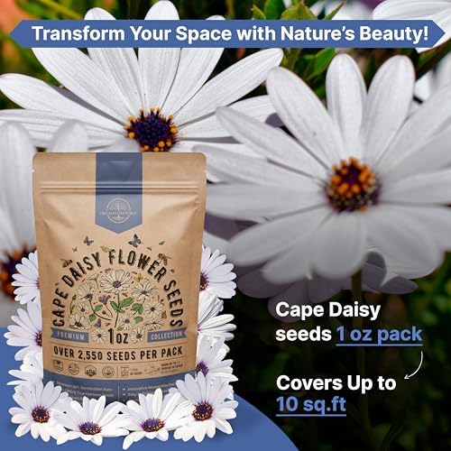 Cape Daisy Flower Seeds Pack 1 oz - Over 2,550 Non-GMO Heirloom Cape Daisy Seeds for Planting, Perennial Flowers in Individual Seed Packet, Seed for Planting Home Garden Indoor & Outdoor Gardening - Image 4