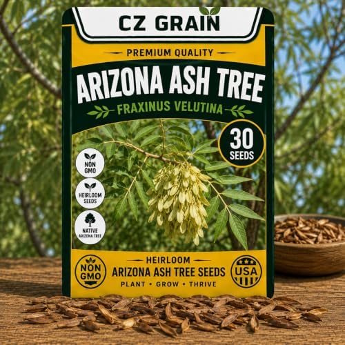 30 Arizona Ash Tree Seeds | Fraxinus Velutina Shade Tree Seeds for Planting by CZGrain