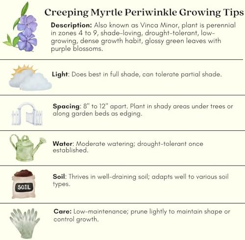 Clovers Garden Creeping Myrtle Periwinkle Plants - Two (2) Live Plants - Non-GMO - Each 4" to 8" Tall - in 4" Pots - Vinca Minor Perennial Ground Cover, Deer Resistant - Image 7