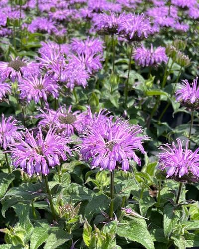 Perenial Farm Marketplace Monarda x 'Blue Moon' (Sugar Buzz® Bee Balm) Perennial,Size-#1 Container, Blue Flowers - Image 3