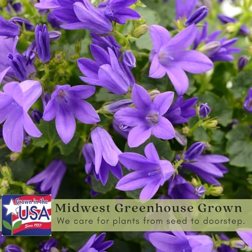Clovers Garden Campanula (Bellflower) Rapido Blue Plants – Two (2) Live Plants – Non-GMO - Not Seeds - Each 3" to 6" Tall – in 4" Inch Pots – Perennial, Hummingbird & Bee Favorite - Image 4