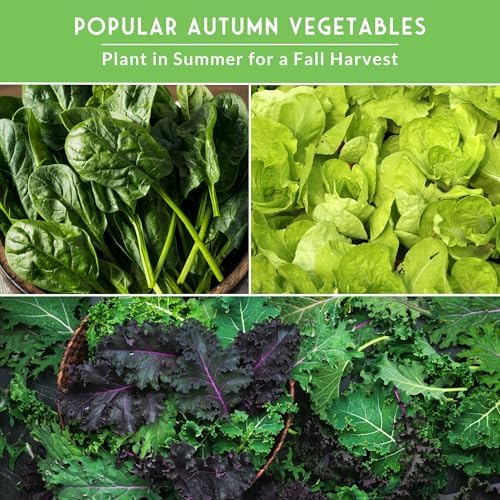 Fall Vegetable Seed Variety Pack for Planting - Image 4