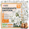 10 Paperwhite Daffodil Flower Bulbs Narcissus Tazetta Ziva by Unknown