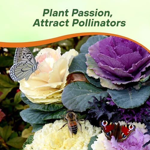 Outsidepride Ornamental Cabbage Flower Seeds - 2000 Pcs. Annual, Cold Tolerant & Low Maintenance, Flower Seeds for Planting Vibrant Mixed Blooms, Great for Garden Edging, Borders, & Container Displays - Image 5
