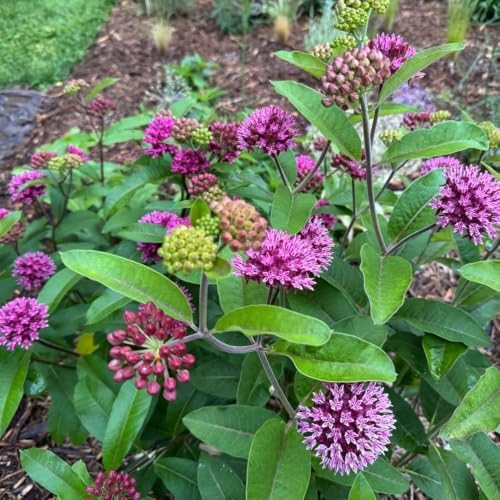 Set of 2 Purple Milkweed Live Plant 4-6" Tall, Dormant in Winter - Image 6