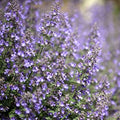 Clovers Garden Catmint (Nepeta) Plants – Two (2) Live Plants – Non-GMO - Not Seeds - Each 4" to 8" Tall – in 4" Inch Pots – Natural Mosquito Plant - Hardy Flowering Perennial Herb, Pollinator Favorite by CloversGarden