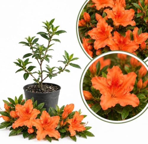 Orange Azalea Live Plant in 4 Inch Pot, Flower Azalea Starter Plant - Image 2