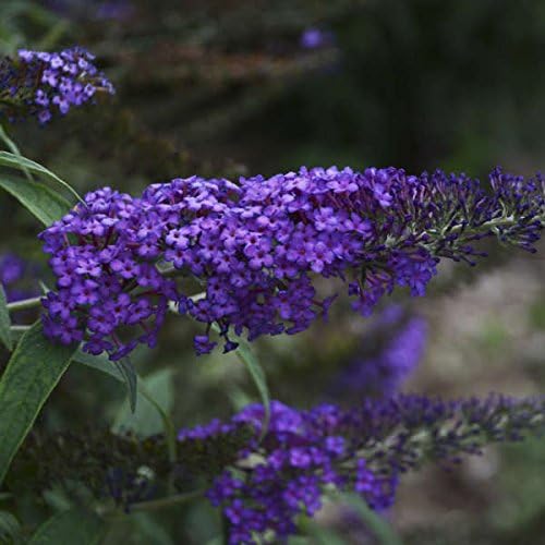 Greenwood Nursery: Live Shrub Plants - Monarch Blue Knight Butterfly Bush + Buddleja/Buddleia Davidii - [Qty: 5X Pint Pots] - (Click for Other Available Plants/Quantities) - Image 2