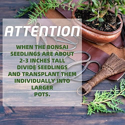 Meekear Bonsai Tree Kit with Complete Plant Growing Tools, Grow in Pot Indoor Bonsai Tree Starter Kit, Home Gardening DIY Gift for Adult - Image 5