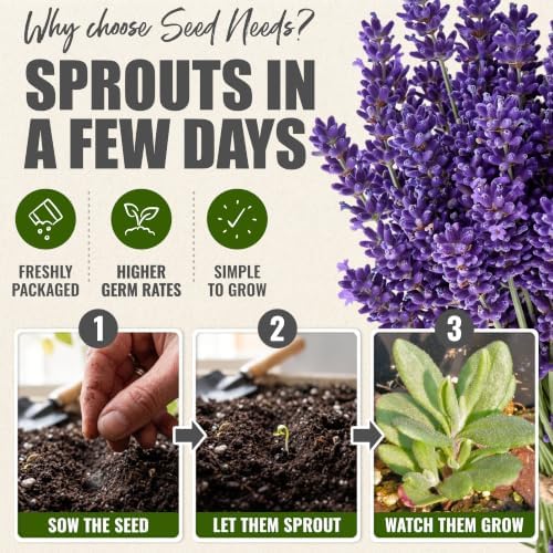 Seed Needs Blue Hidcote Lavender Seeds to Plant an Herb Garden - 5 Packs - Image 5