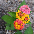 Lantana Plants Live - Confetti Pack of 3 Lantana Live Plants for Planting - 4-6 Inches Tall - Attracts Butterflies, Ideal for Containers, Easy Maintenance by Unknown