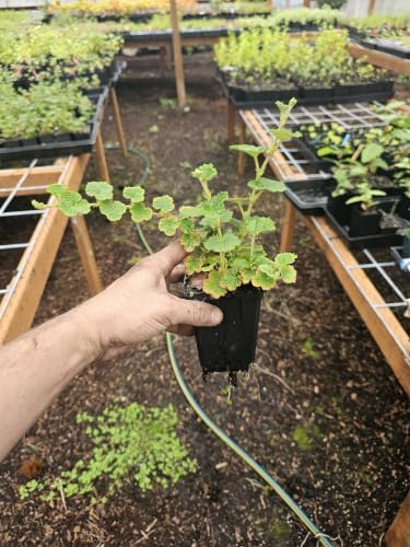 6pack Live Creeping Raspberry Ground Cover wall Climbing Vine Seedling as Shown, Growing in 3" Pot from Fairy Garden Farms on the Beautiful Oregon Coast by Unknown