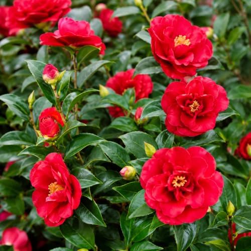 October Magic Ruby Camellia Shrub - 10-18" Tall Live Plant - Gallon Pot - Image 3