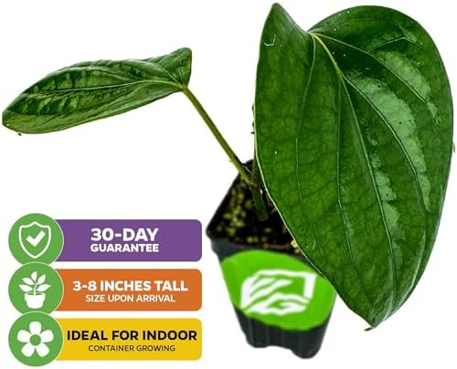 Black Pepper Piper nigrum Plant (1-Pack) Spice Plant by Wellspring Gardens - Image 2